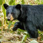 black bear in a corn field